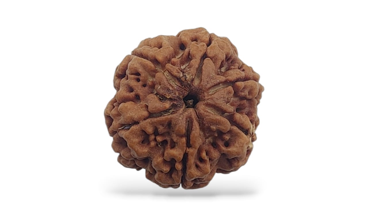 Six Face Rudraksha