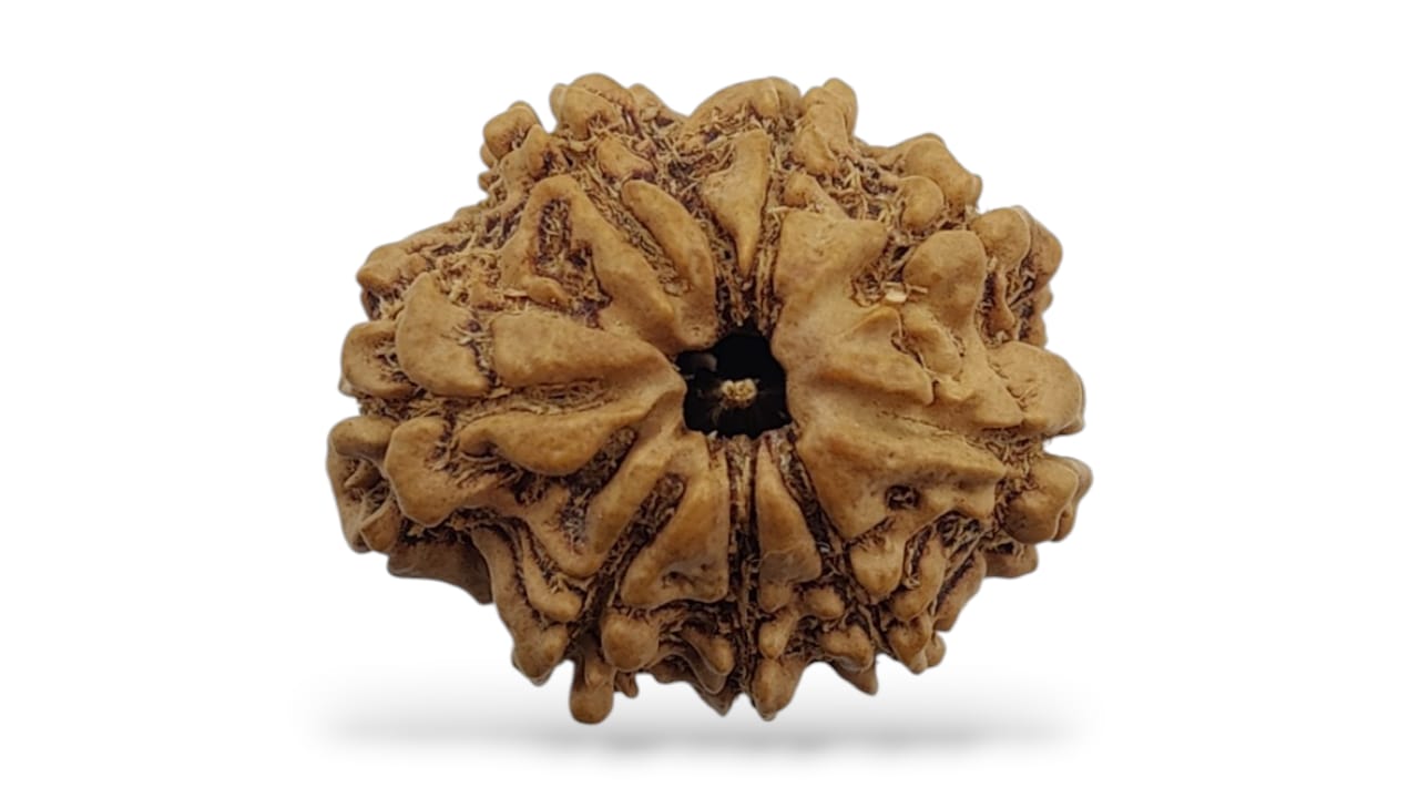 Seven Face Rudraksha