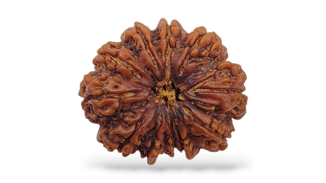 Ten Face Rudraksha