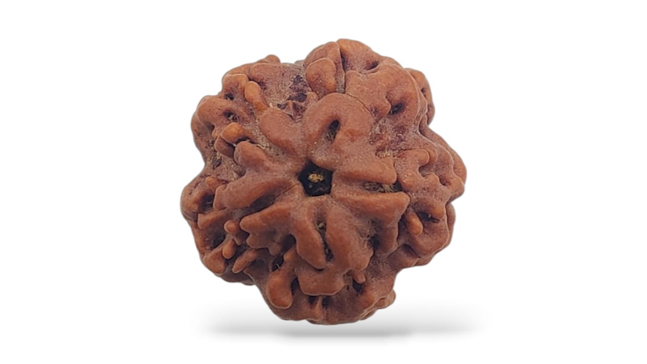 Gupt Face Rudraksha